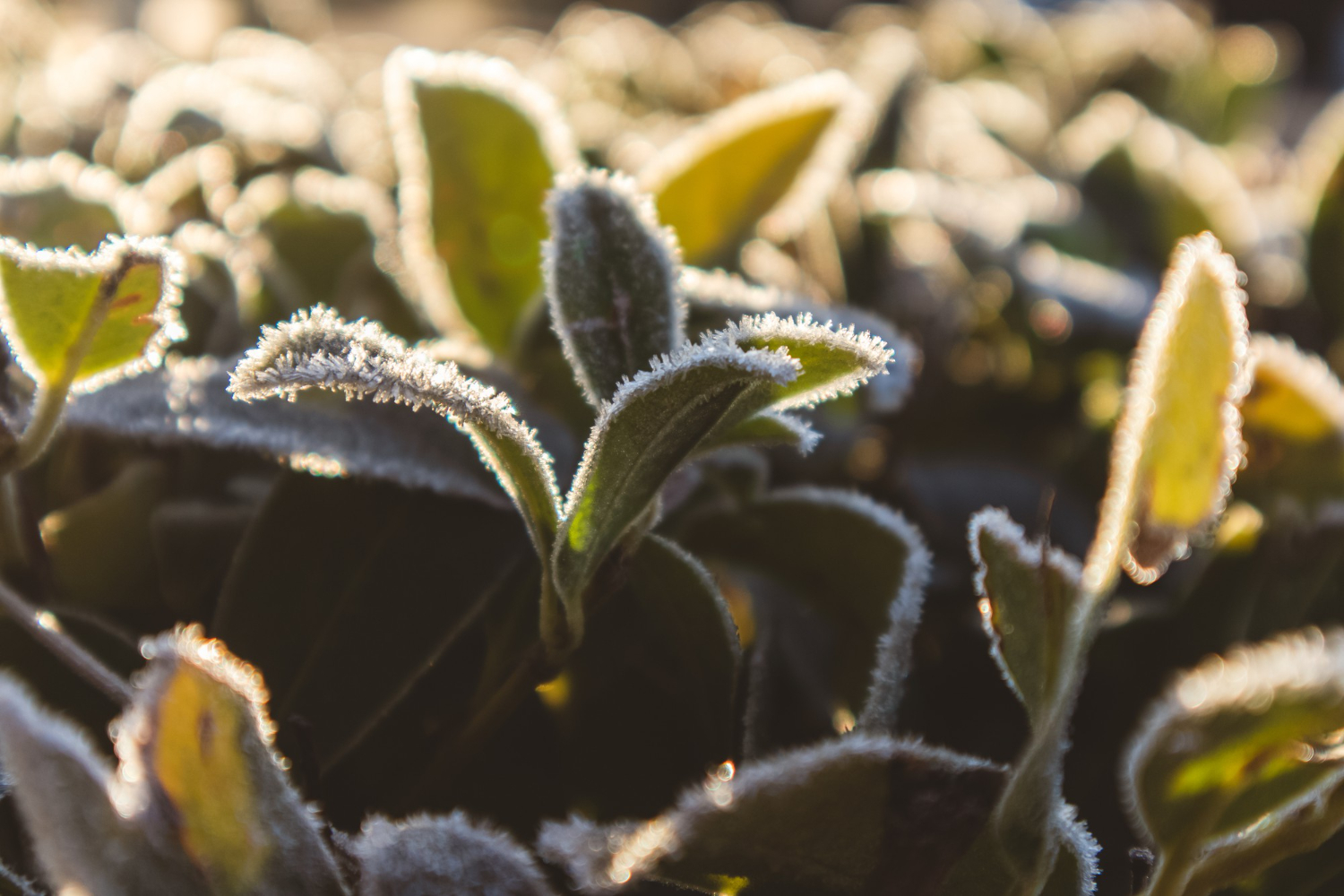 concimazioni invernali